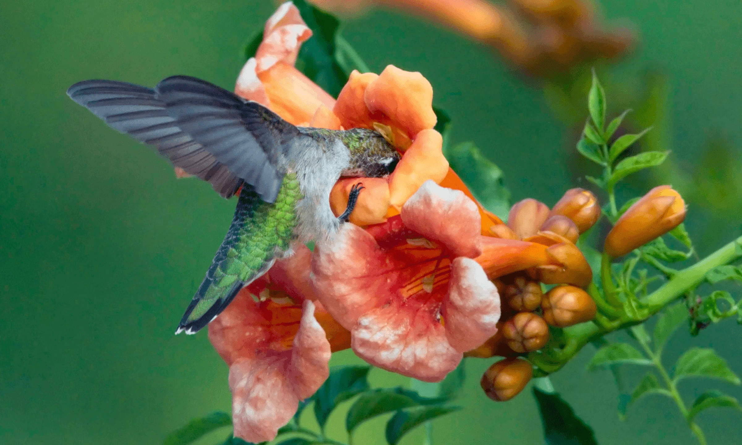 Idea Spring Speaker Series Welcomes Houston Arboretum & Nature Center